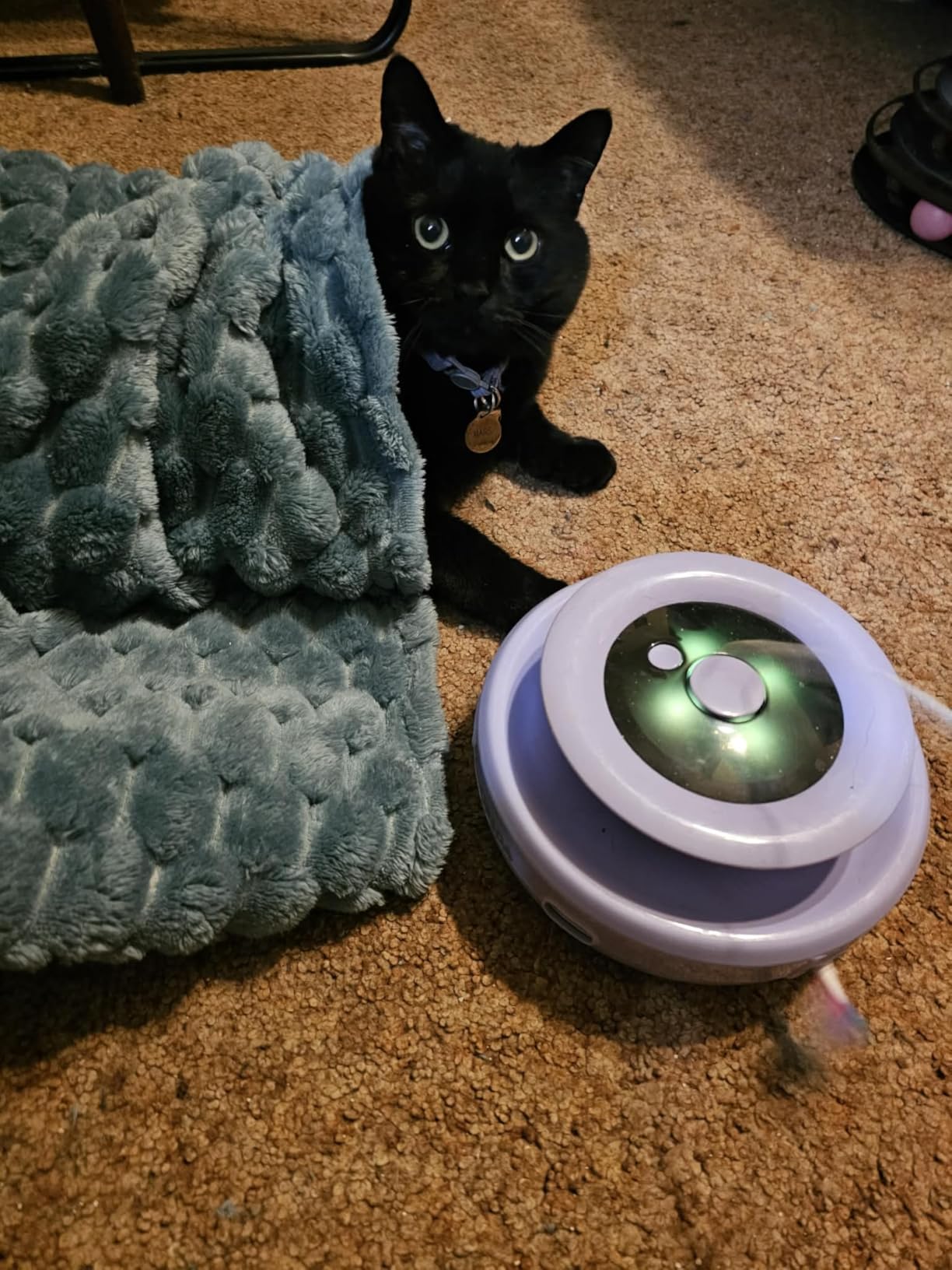 ORSDA Cat Toy, 3-in-1 Automatic Interactive Electronic Moving Ambush Feather, Fluttering Butterfly, Track Balls, USB Rechargeable Powered Smart Indoor Exercise Kicker customer photo 2