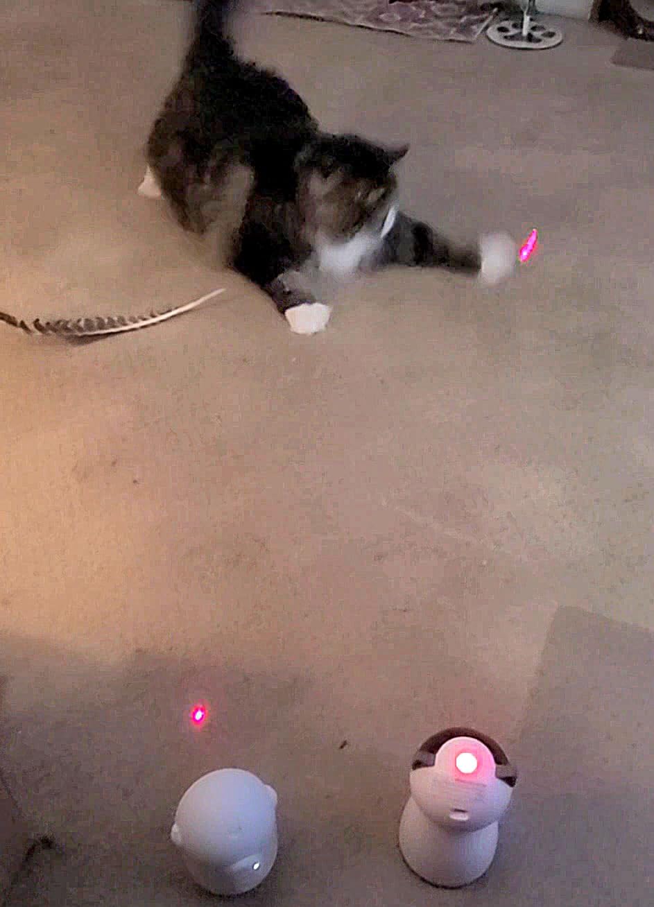 YVE LIFE Interactive Cat Toys Laser for Indoor Cats,Automatic Kitten Toys | 4th Gen Motion Activated Real Random Trajectory Laser Pointer Cat Toy, USB Rechargeable Cat Enrichment Toys customer photo 2
