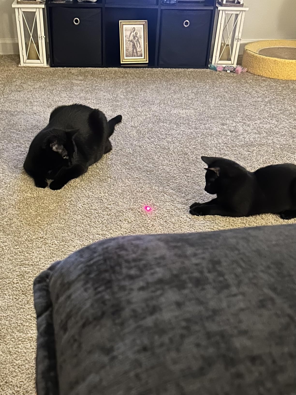 TBTeek Cat Toys, Rechargeable, 3 Light Modes & 5 Fun Patterns customer photo 2
