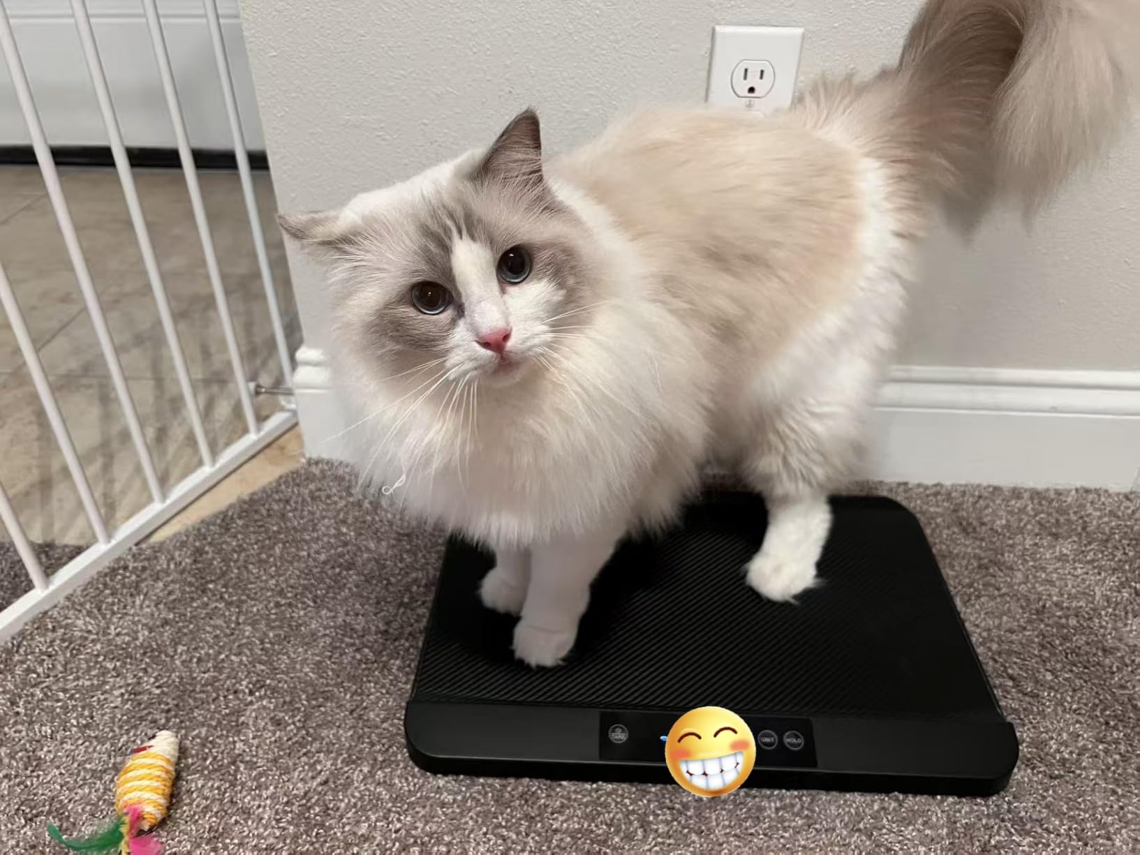 YAUYIK Digital Pet Scale, Baby Scale with Non-Slip Mat, Up to 88lb, Black | 5 Units, LED Display, Hold Function, Weigh Scale for Newborn Puppy Kitten, Whelping Breeder Supplies (Batteries Included) customer photo 1
