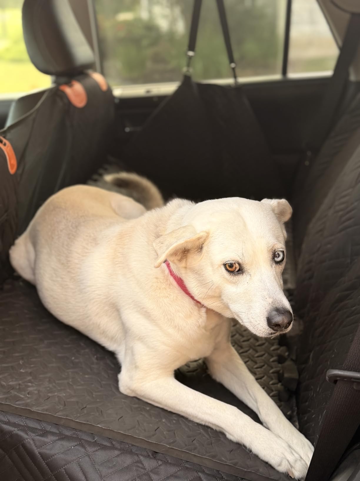 PROZAR Dog Car Seat Cover for Back Seat, Hard Bottom Back Seat Extender customer photo 1