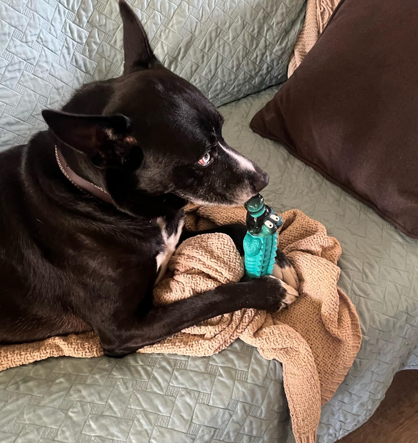 Jeefome Squeaky Dog Chew Toys for Aggressive Chewers customer photo 2