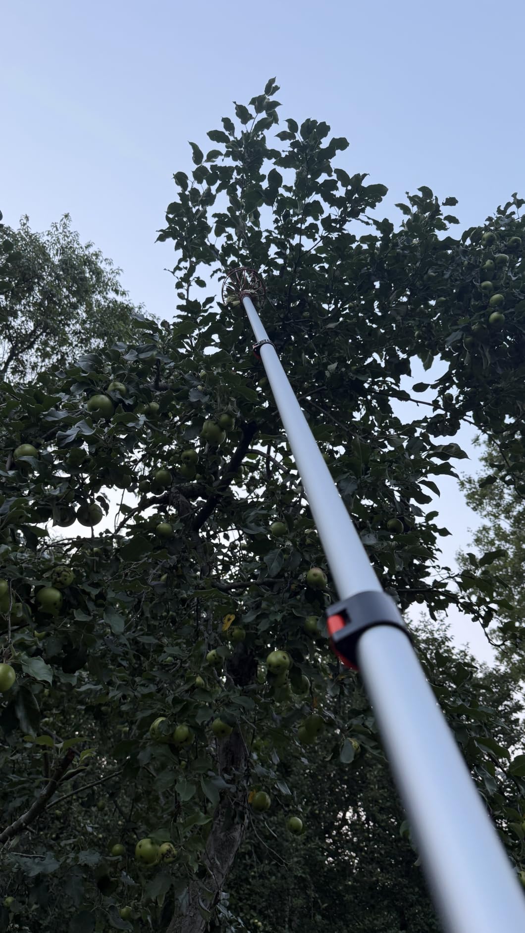 LAANPOLE 26FT Reach Fruit Picker Pole with Basket Telescoping, Apple Picker with 5-20FT Telescoping Pole for Apple Orange Lemon Mango Avocado Guava Fruit Picking customer photo 1