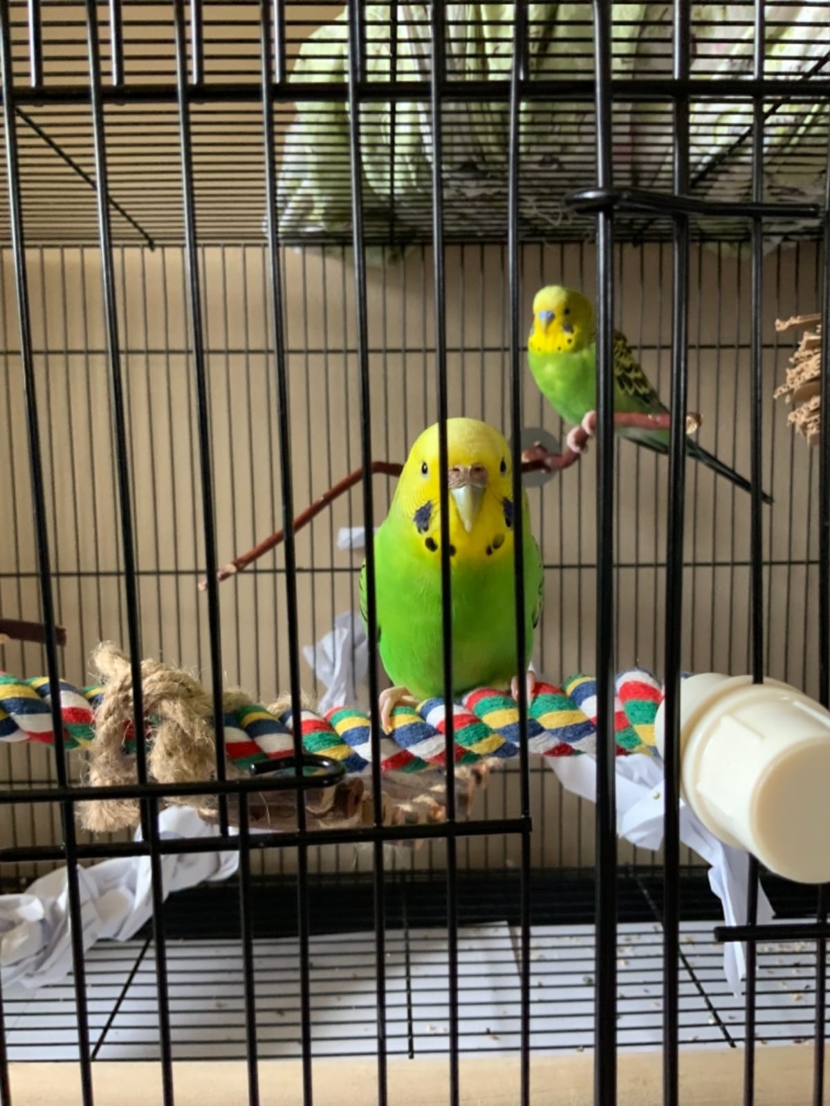 JW Pet Comfy Perch For Birds Flexible Multi-color Rope, Medium - 32