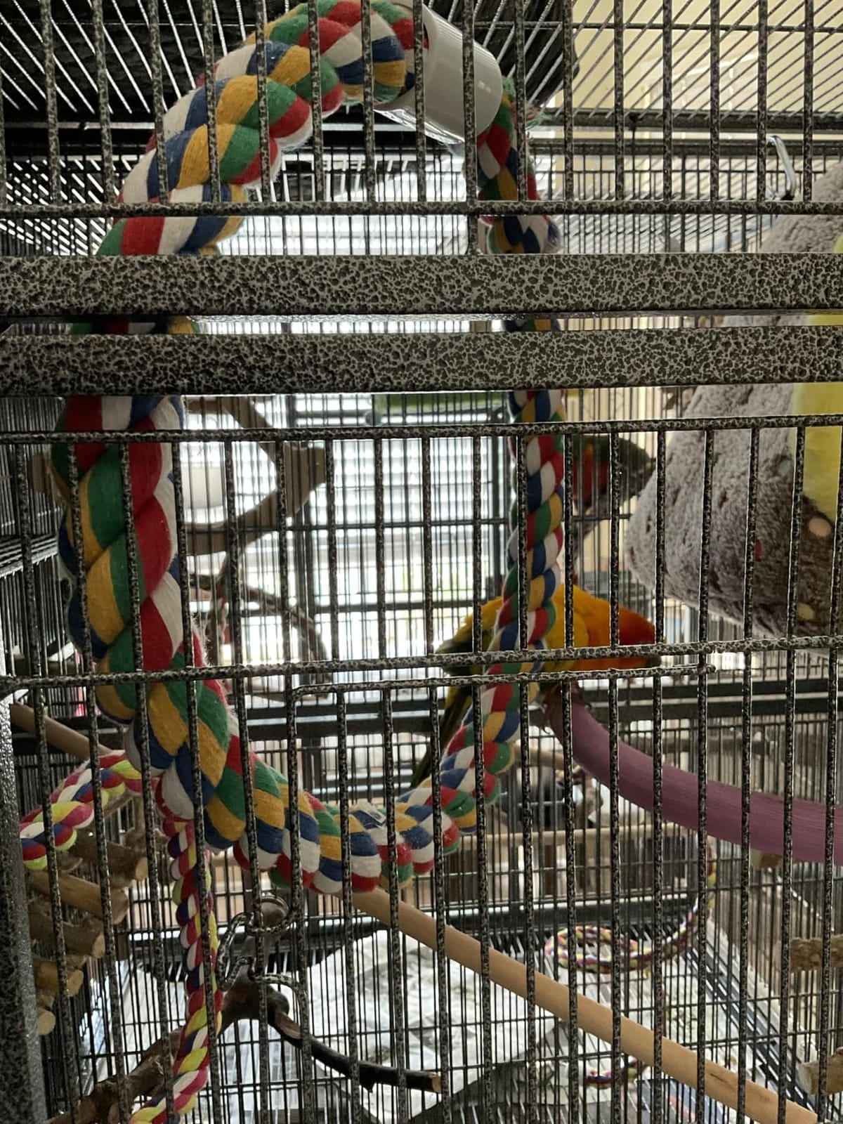 JW Pet Swing N' Perch, Large customer photo 1