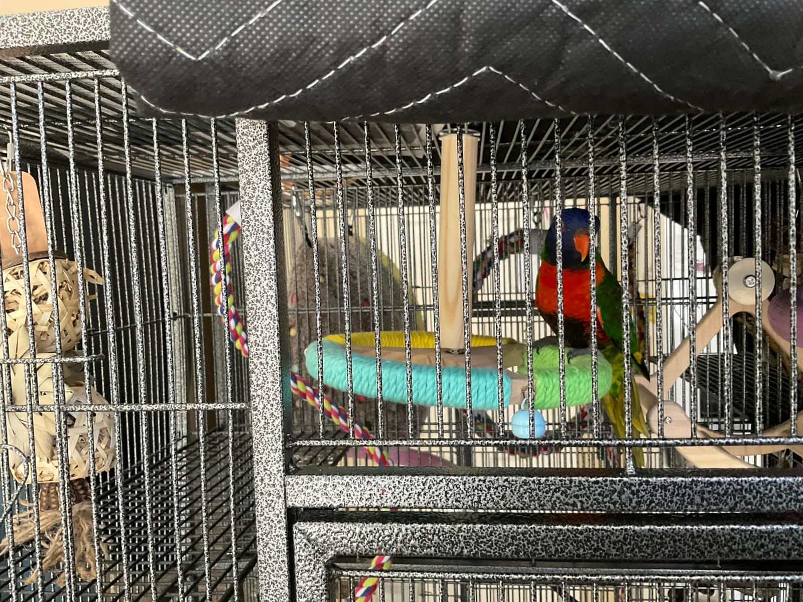 JW Pet Swing N' Perch, Large customer photo 2