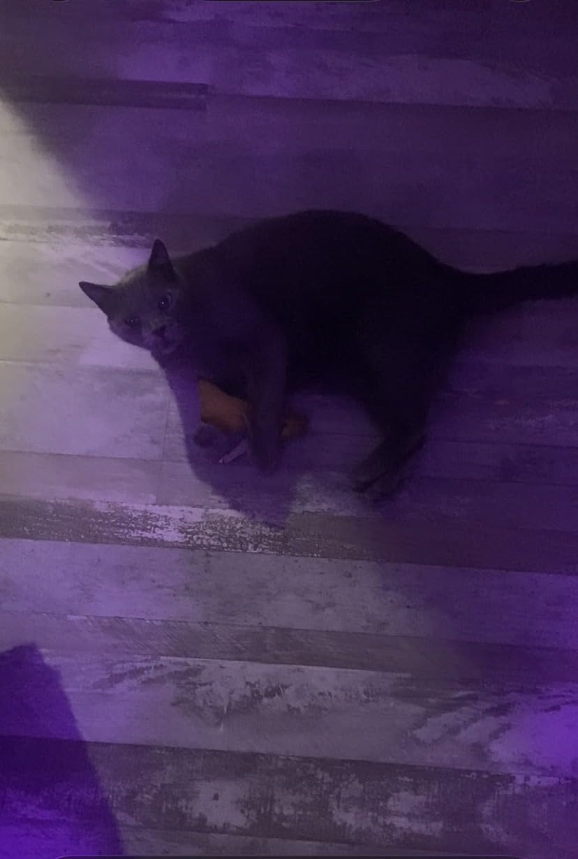 Yeowww! Catnip Banana customer photo 1