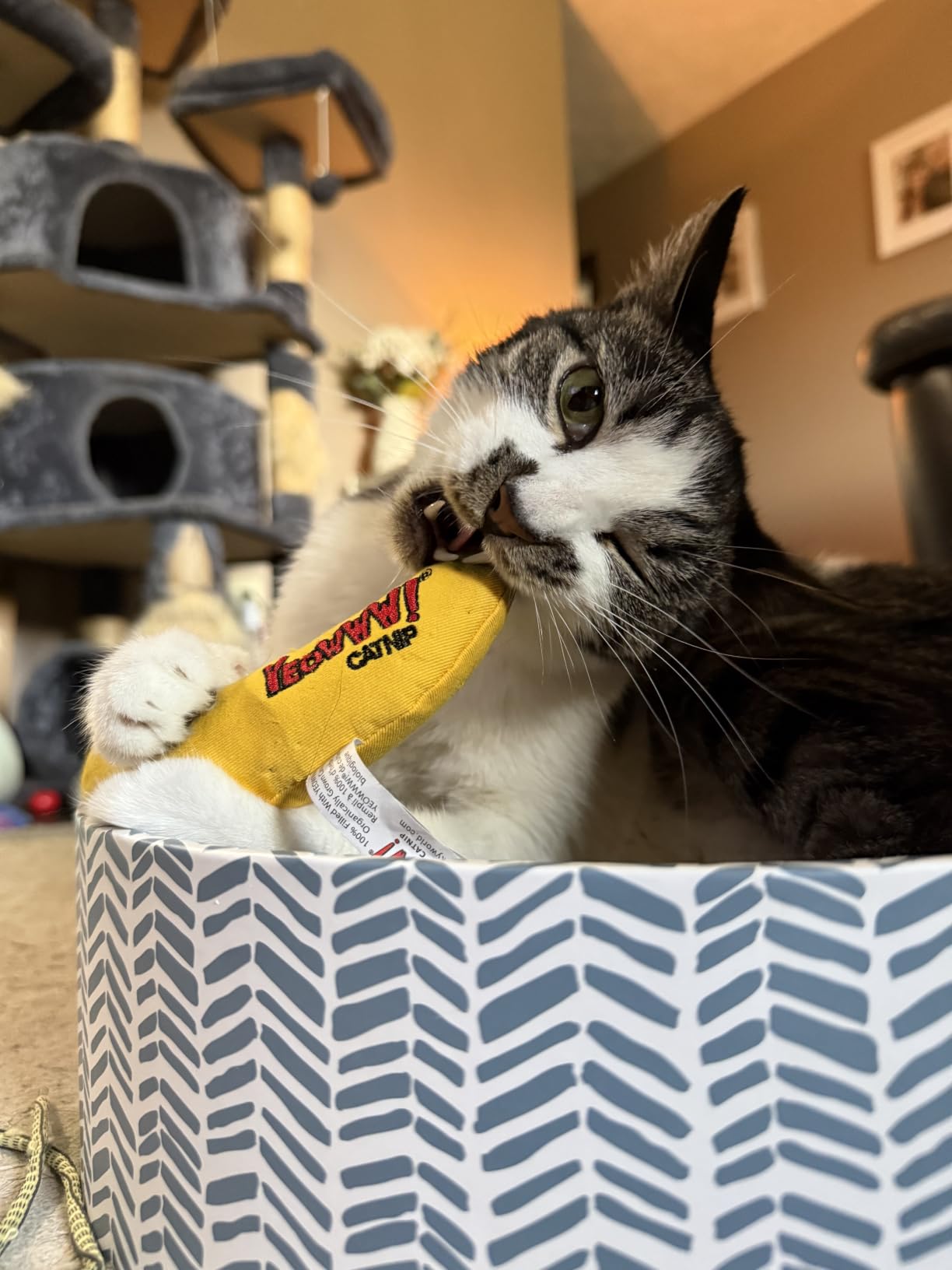 Yeowww! Catnip Banana customer photo 2