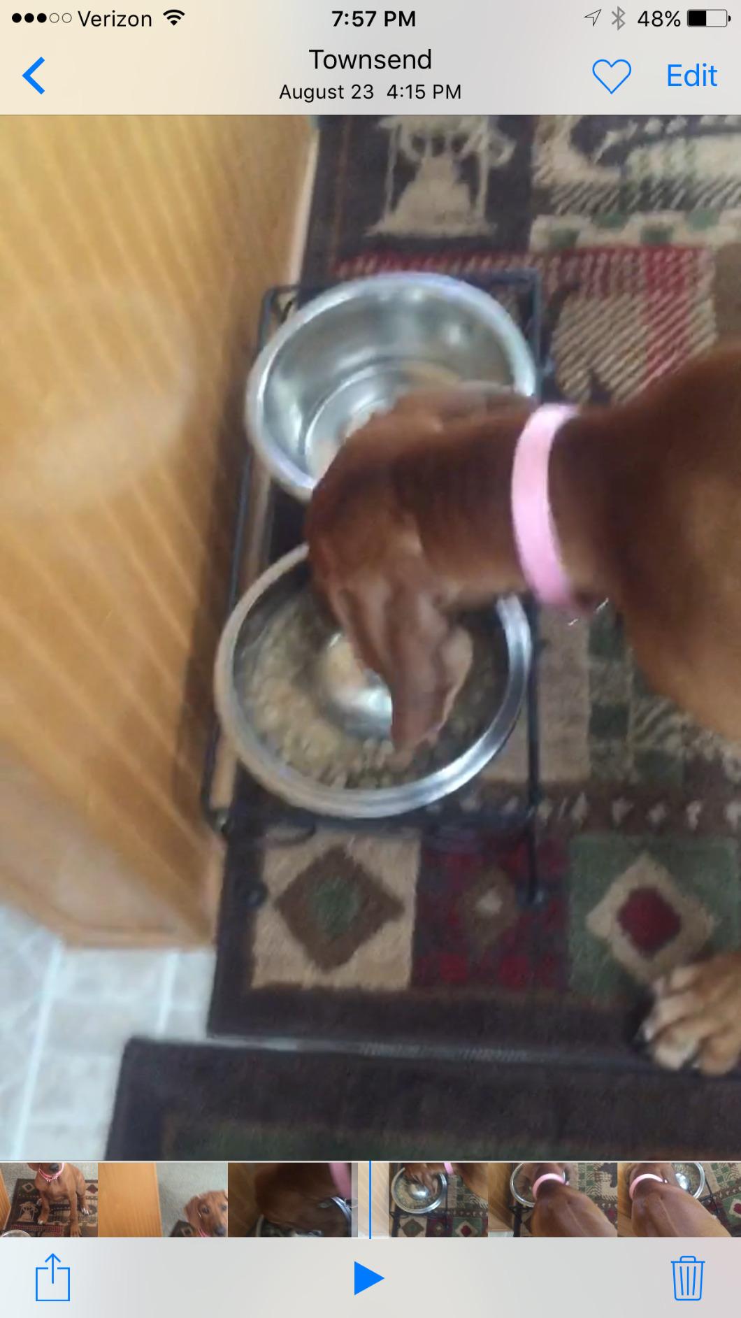 OurPets DuraPet Slow Feed Premium Stainless Steel Bowl (Heavyweight Durable Stainless Steel Bowls, Dog Food Bowl, and Dog Water Bowl) Great Alternative to Snuffle Mat for Dogs-Medium customer photo 1