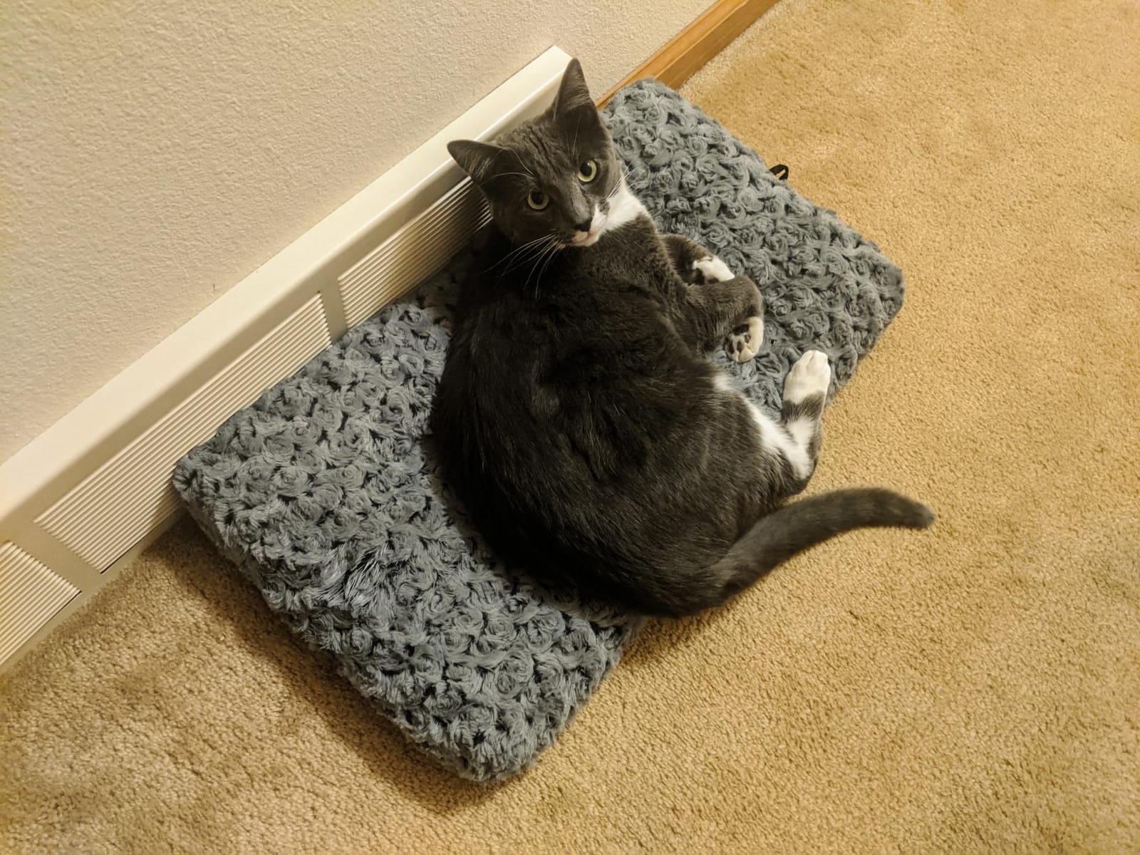 MidWest Homes for Pets XXS QuietTime Deluxe Gray Ombré Swirl Plush Pet Bed, Machine Washable, Non-Skid Bottom, Soft Crate Mat for 18-inch Crates customer photo 2