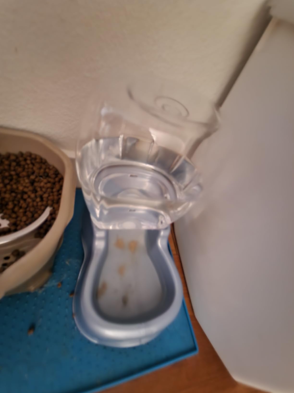 Petmate Pet Cafe Cat and Dog Water Dispenser, 3 Gallon customer photo 1