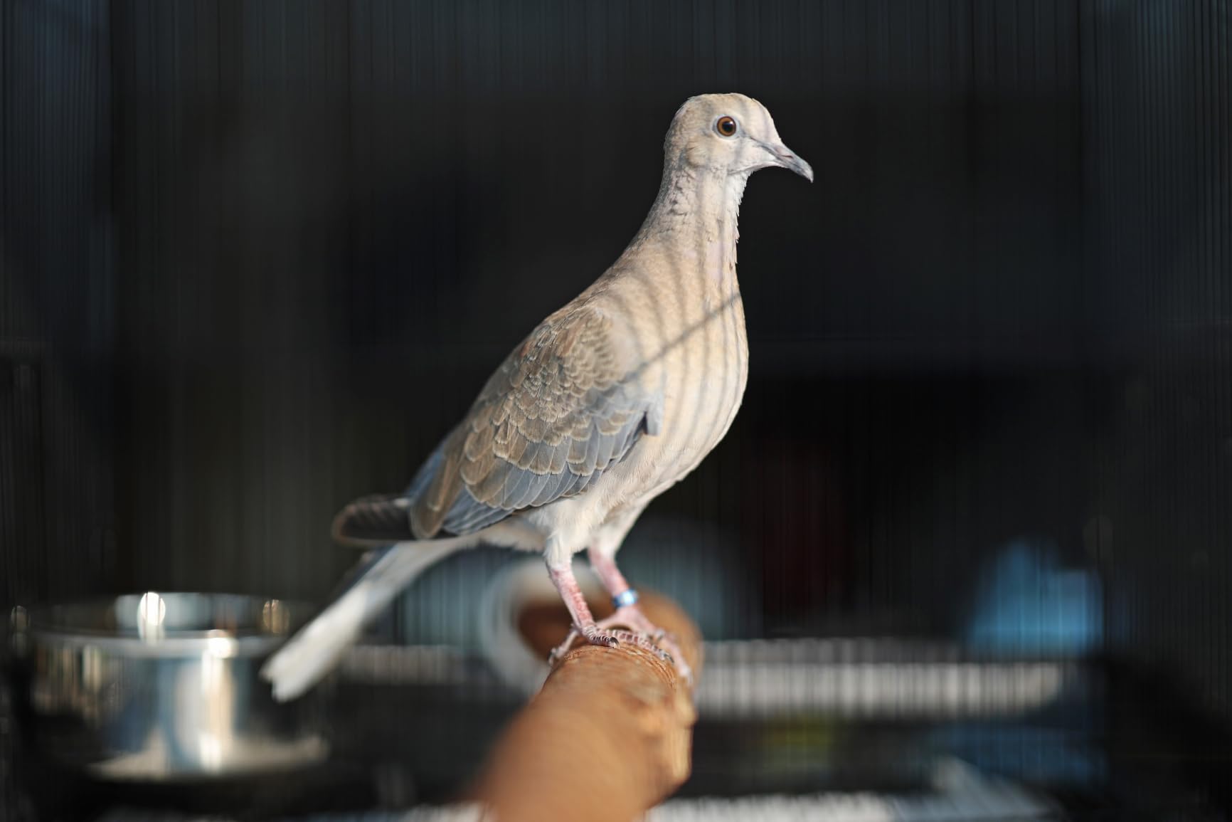 Polly's Full Length Hardwood Cage Perch for Parakeets, Cockatiels, Cockatoos, Macaws, and Other Birds (24