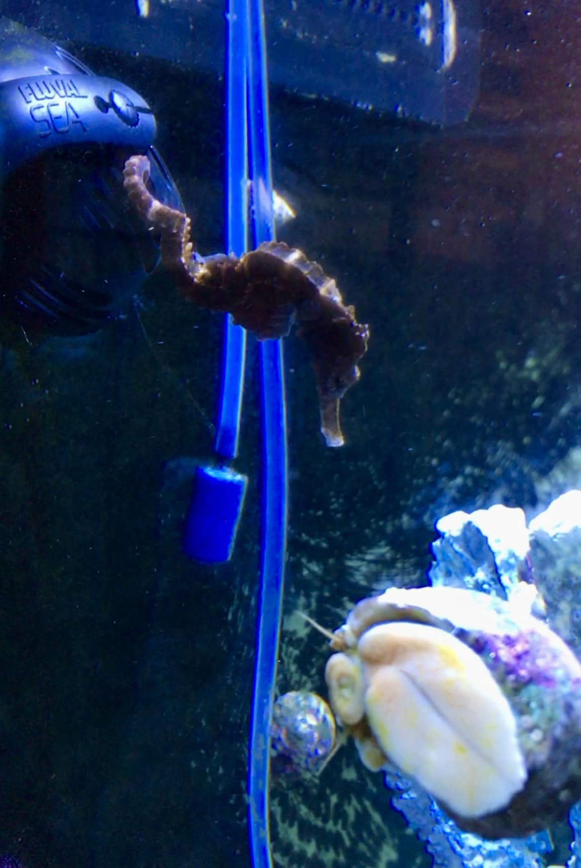 Fluval Sea CP3 Wave Maker Circulation Pump customer photo 1