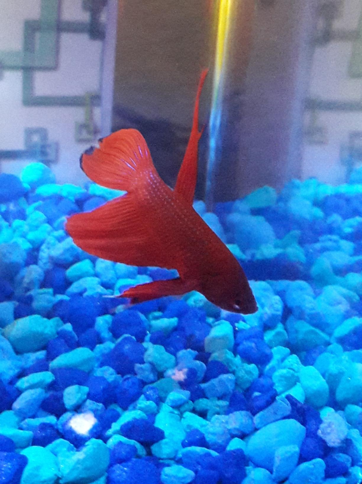 Marina Betta Fish 8W Submersible Heater customer photo 1