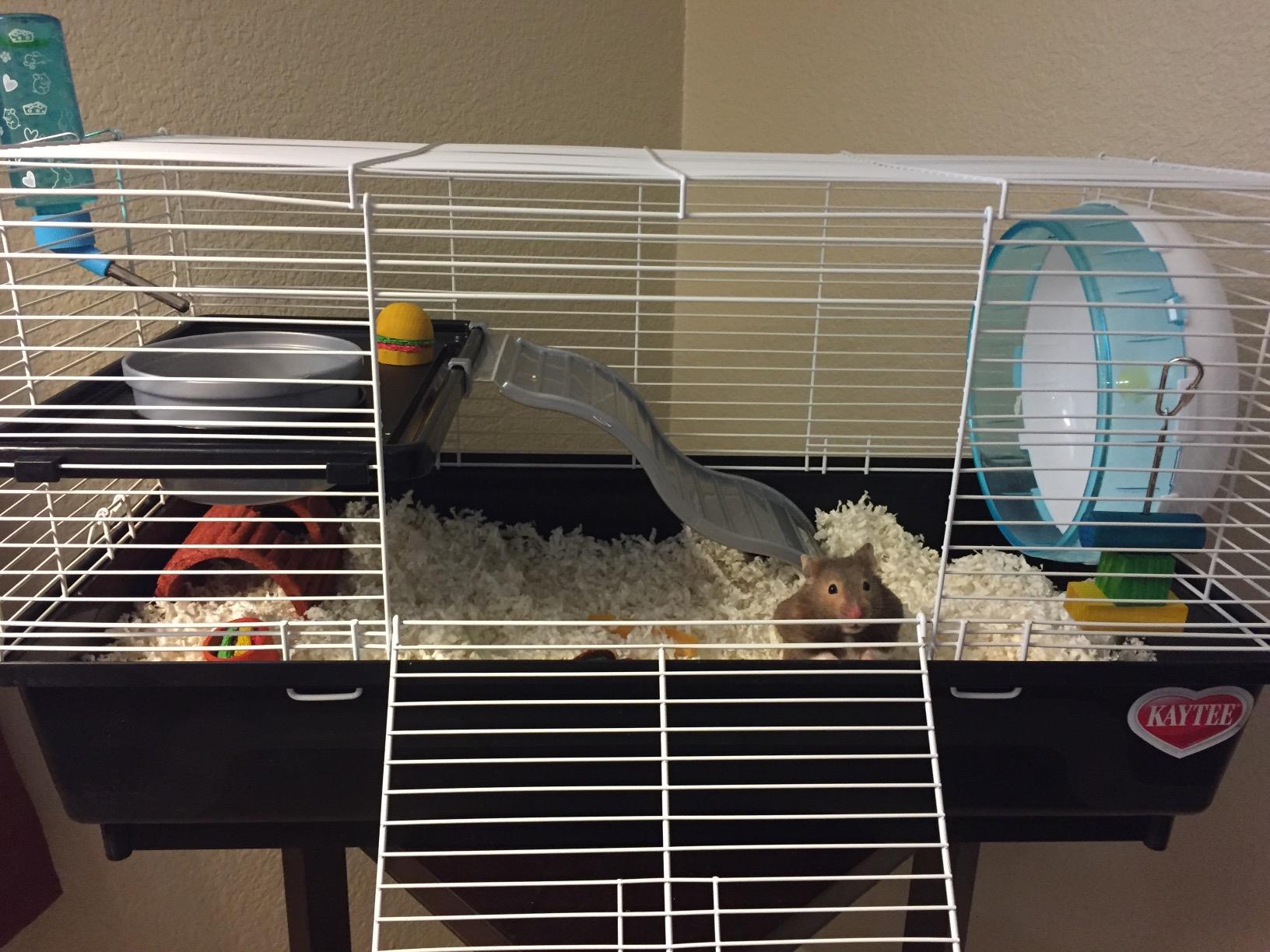 Kaytee My First Home Habitat for Pet Rats customer photo 1