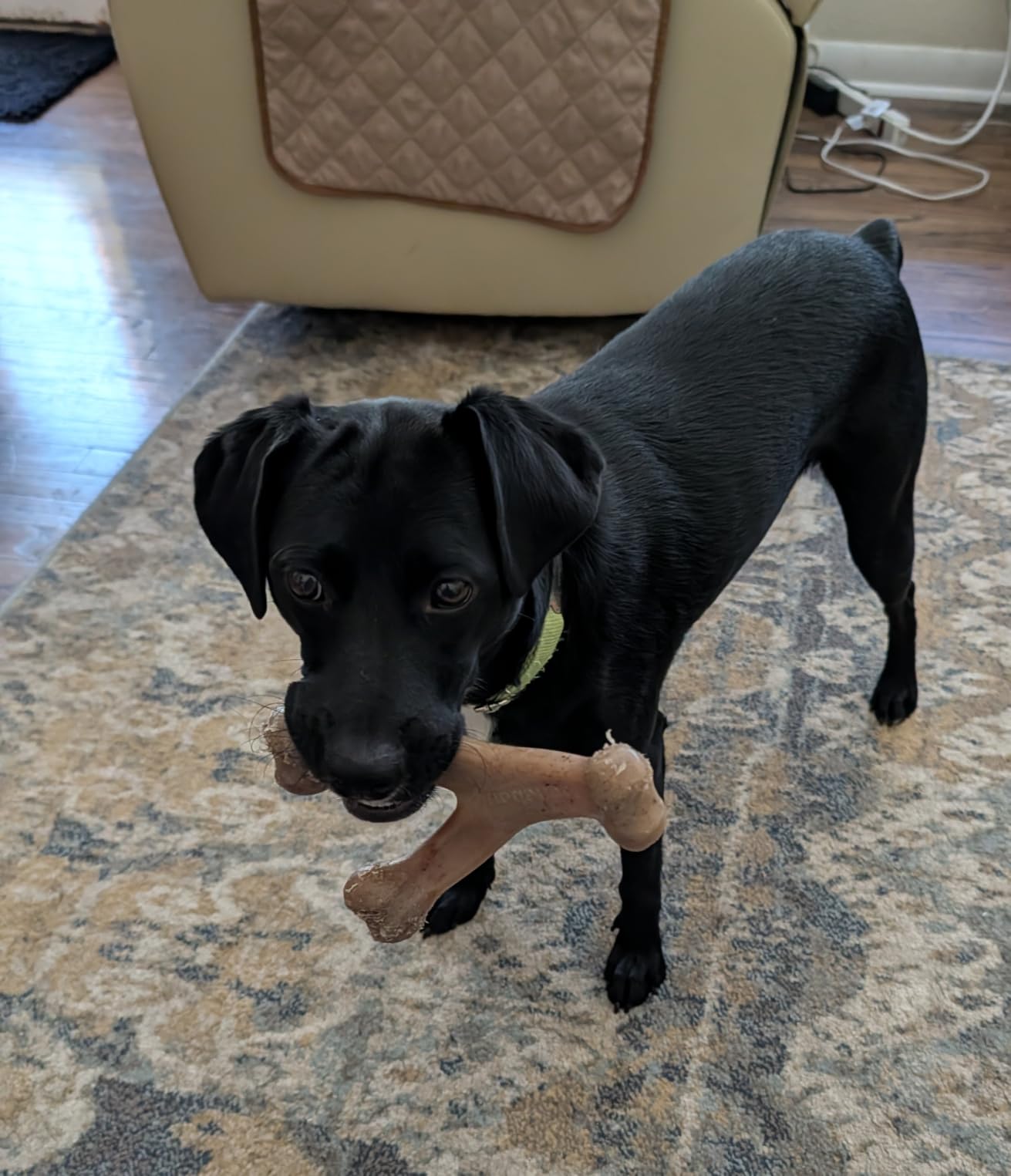 Benebone Wishbone Chew customer photo 2