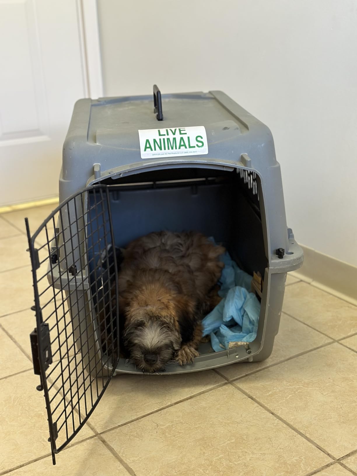 Petmate Vari Dog Kennel, Carrier for Large Dogs, 40in, Taupe and Black customer photo 2