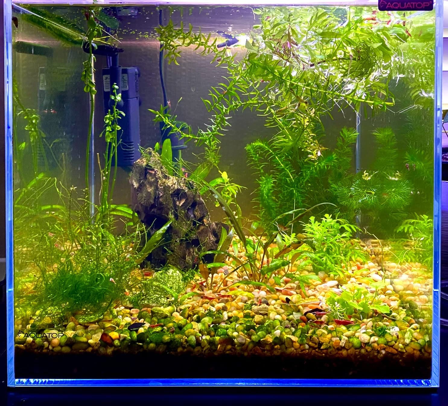 Aquatop High Clarity Low Iron Glass Cube Aquarium - Up to 11.3 Gallons - High-Grade German Silicone - Ideal for Salt and Freshwater Aquariums customer photo 1