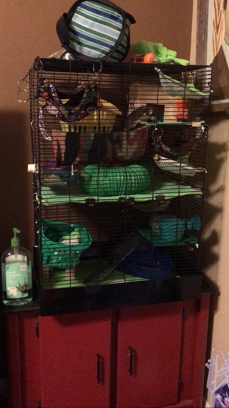 You & Me by Petco Rat Manor Habitat 16.5
