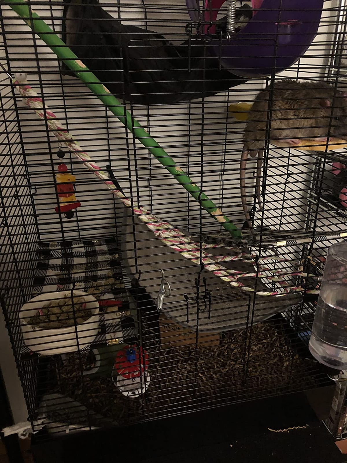 You & Me by Petco Rat Manor Habitat 16.5