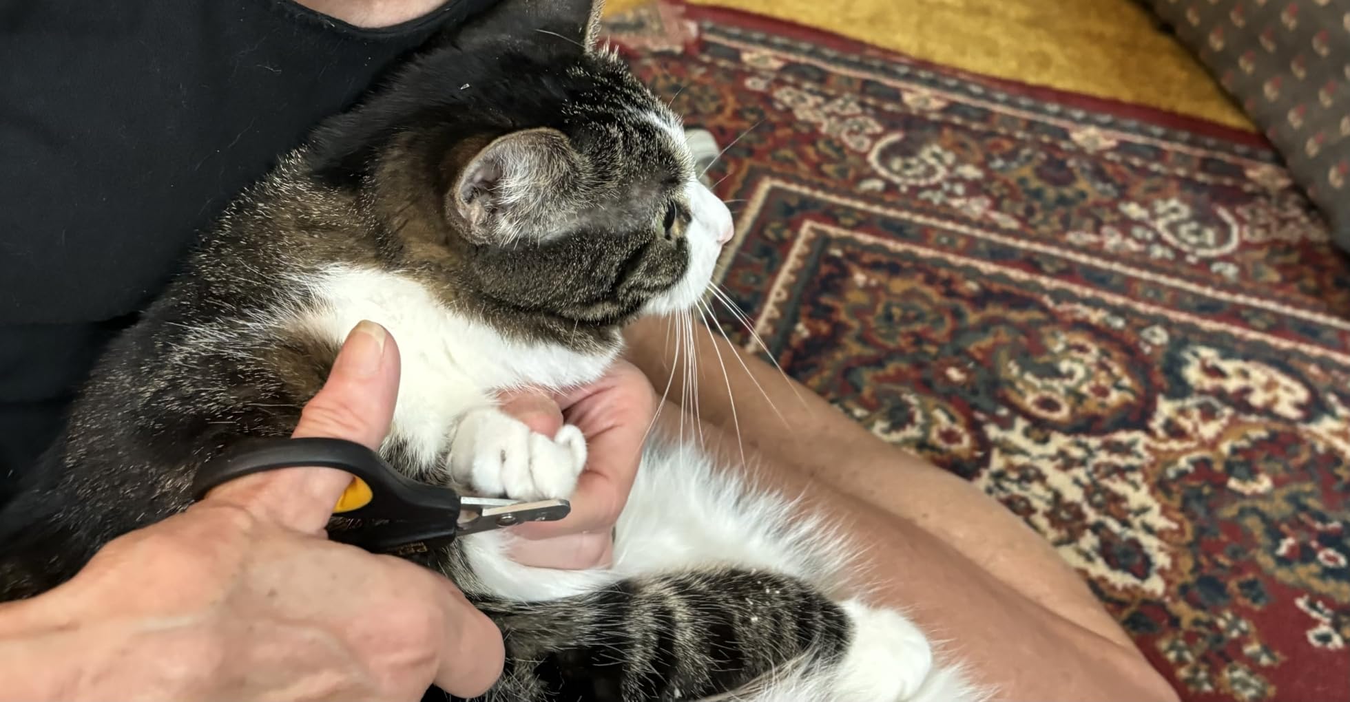 Cat Nail Clippers by Pet Republique – Professional Stainless-Steel Nail Clipper for Cats, Kittens, Hamster, Rabbits, Birds, & Small Breed Animals Claw Trimmer (Black+Yellow) customer photo 1