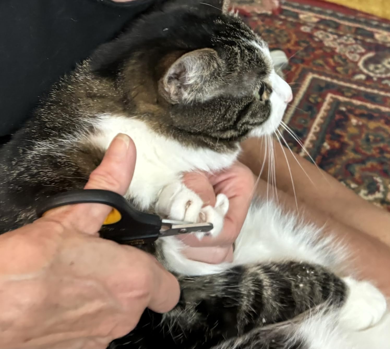 Cat Nail Clippers by Pet Republique – Professional Stainless-Steel Nail Clipper for Cats, Kittens, Hamster, Rabbits, Birds, & Small Breed Animals Claw Trimmer (Black+Yellow) customer photo 2