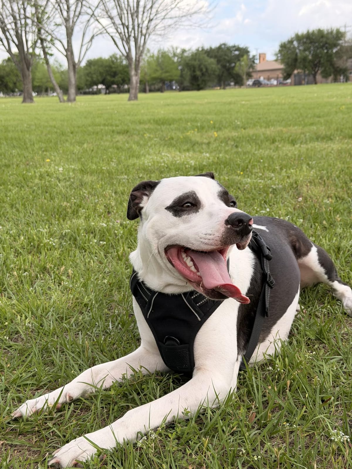 rabbitgoo Dog Harness, No Pull for Large Dogs with 2 Leash Clips, Pet Vest customer photo 1