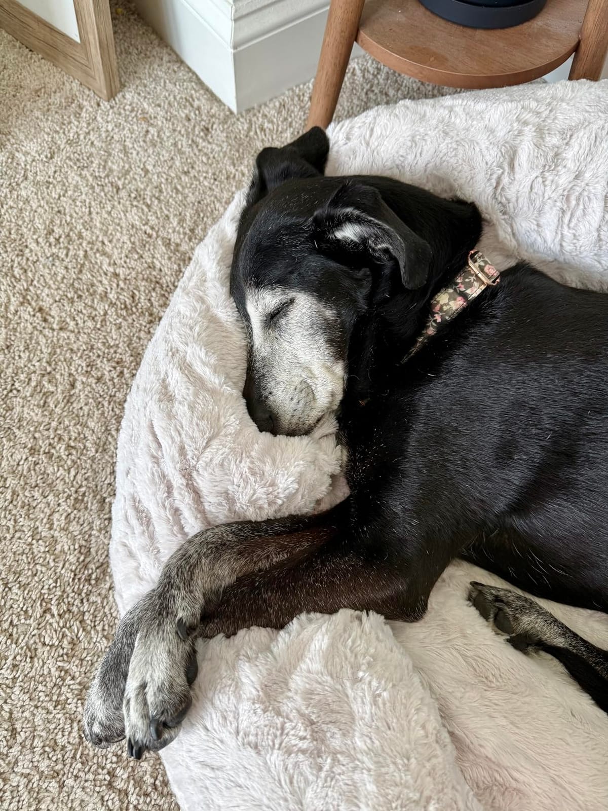 Best Friends by Sheri Original Calming Donut Dog Bed, Frost Gray, Small 23