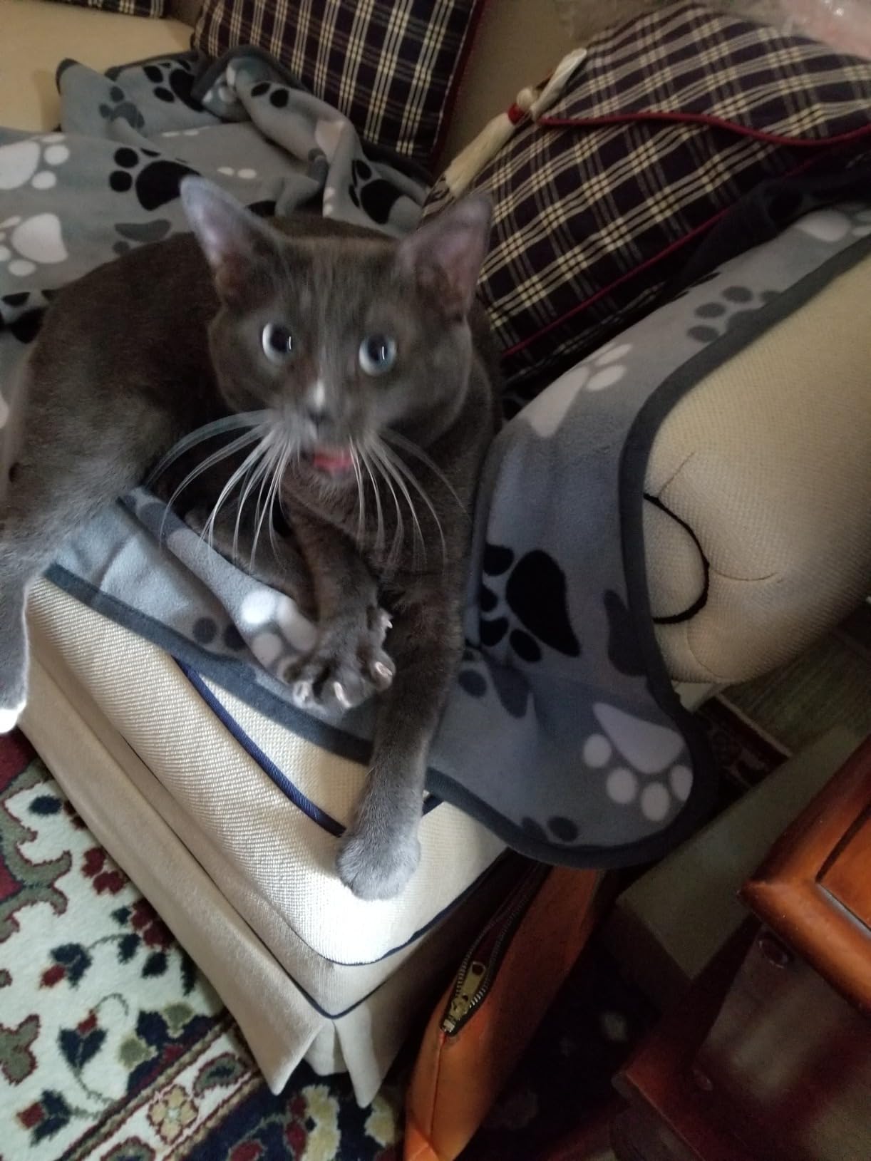 Pet Nail Clippers for Indoor Cats & Small Animals: Kitten Rabbit Tiny Dog customer photo 2