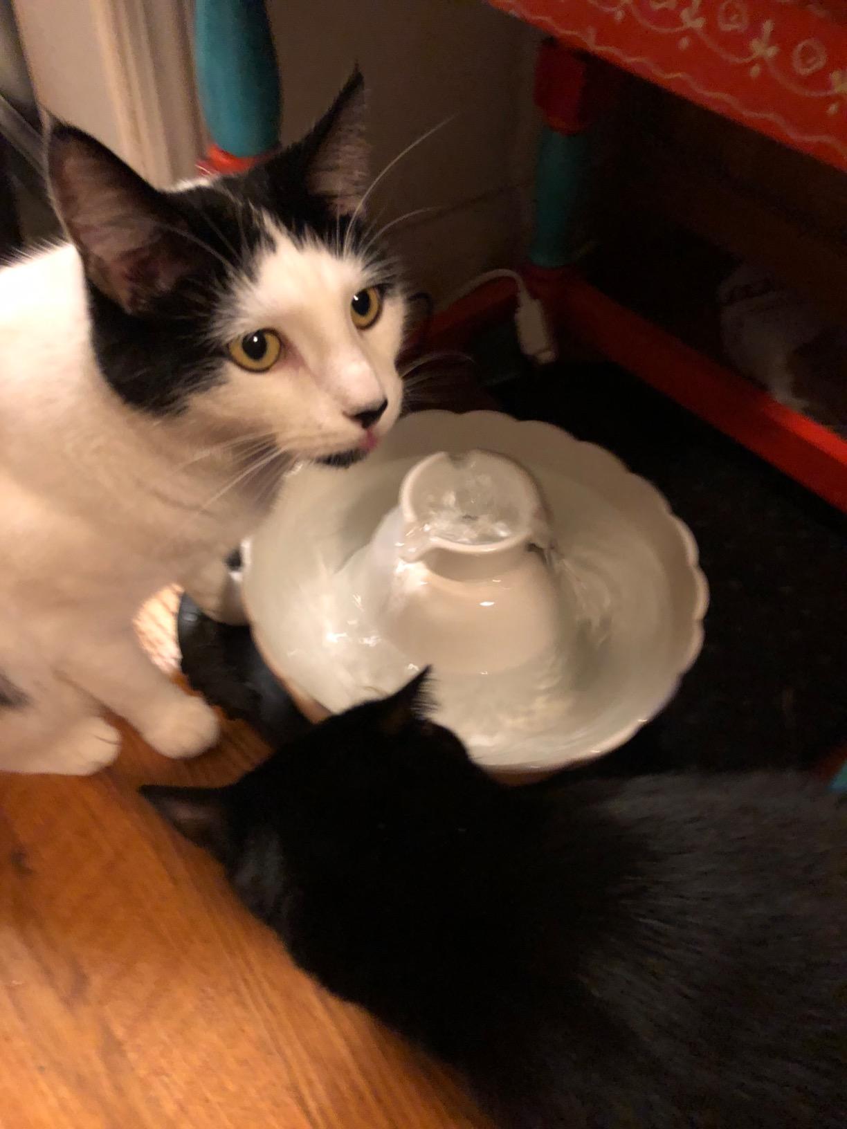 iPettie Tritone Ceramic Cat Water Fountain, Heavy-Duty Waterer for Pets customer photo 2