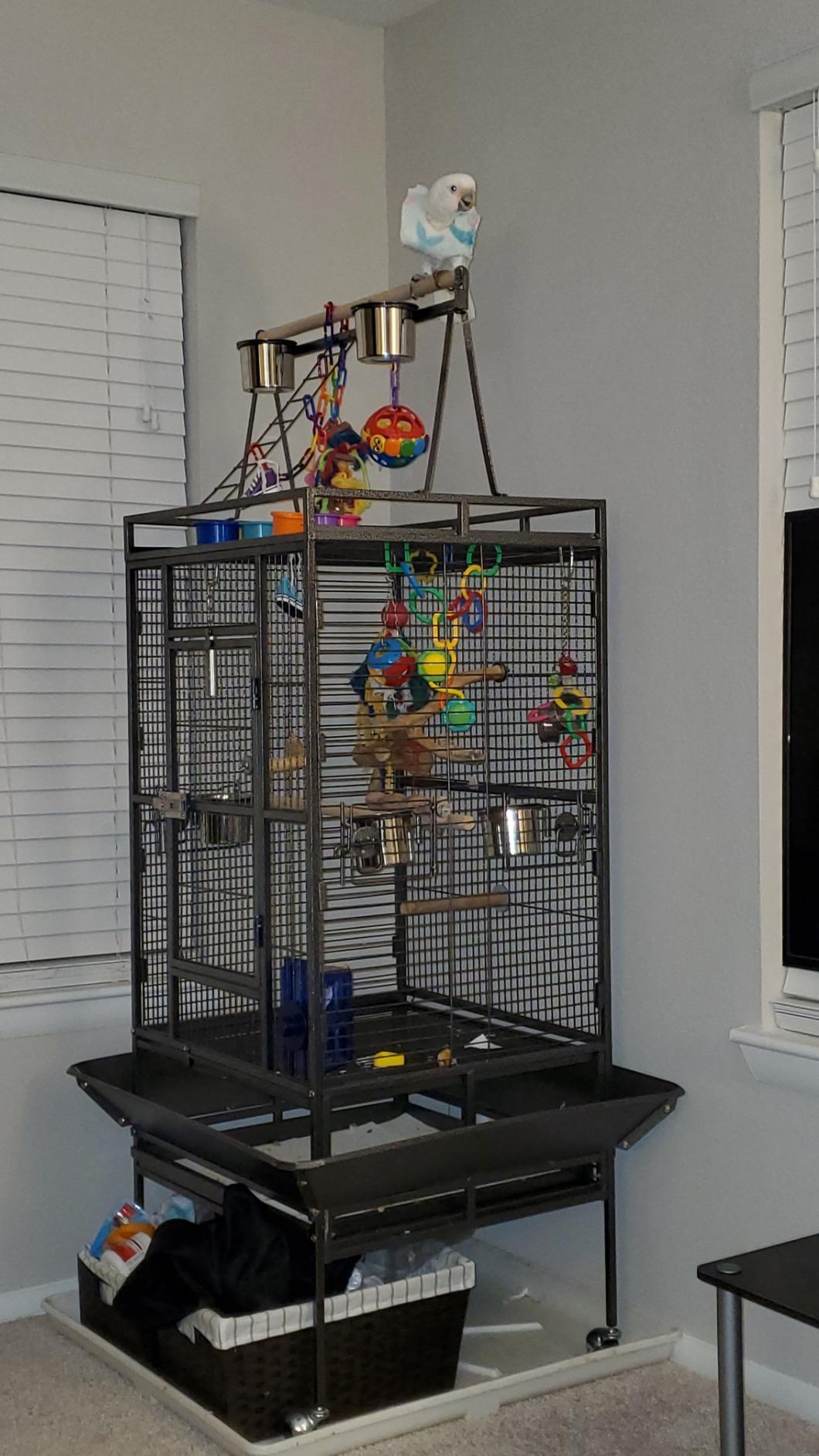 Nova Microdermabrasion 68-Inch Height Wrought Iron Standing Large Play Top Bird Cage for African Grey Small Quaker Parrot Cockatiel Sun Parakeet Green Cheek Conure Dove Budgie Lovebird customer photo 1
