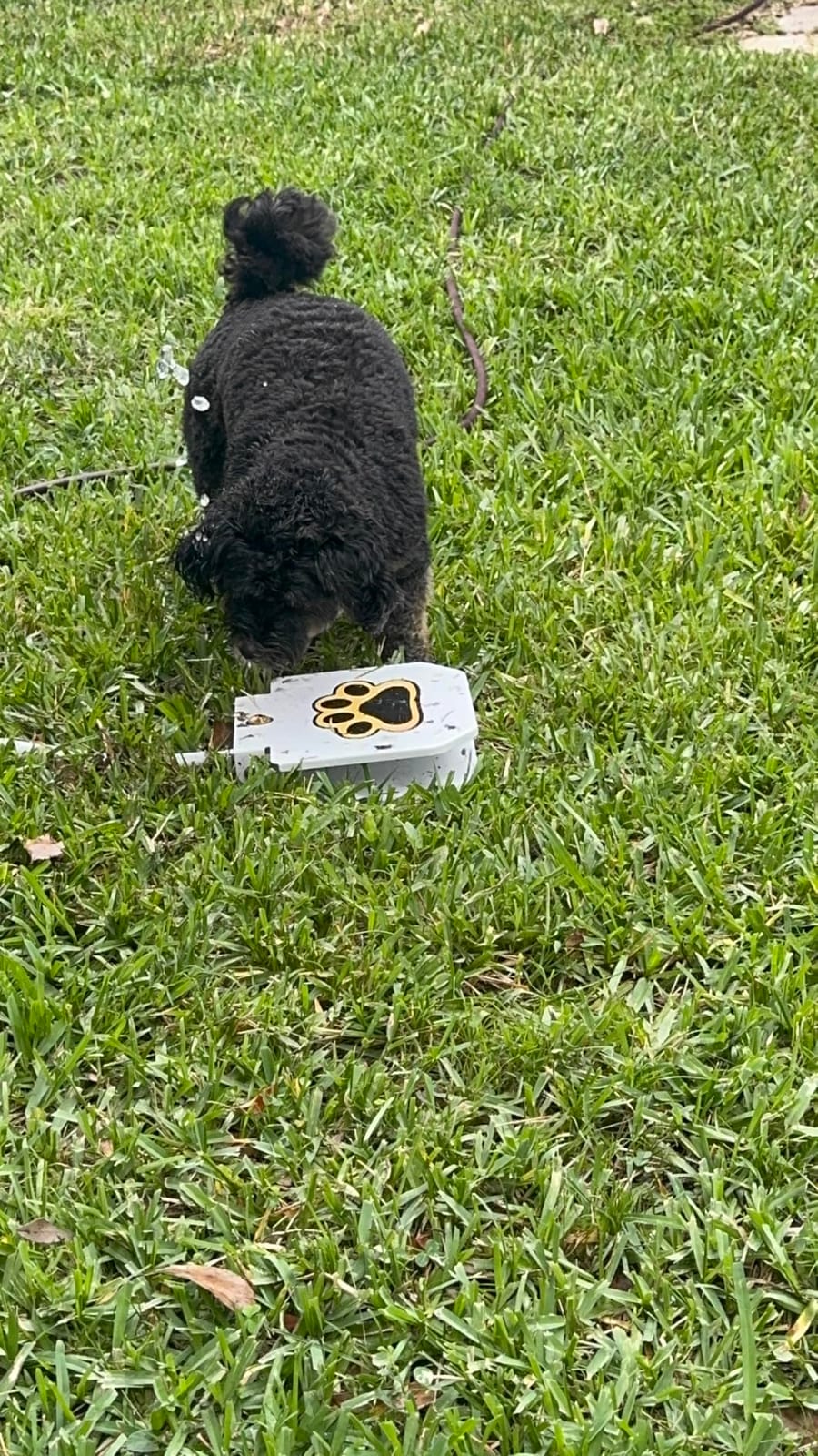 Trio Gato's Outdoor Dog Water Fountain Step On, Dog Sprinkler Paw Activated, Drinking Pet Dispenser, Provides Fresh Water, Sturdy, Easy to Use customer photo 1