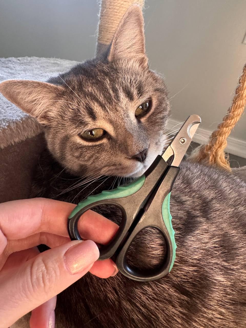 Cat Nail Clipper by H&H Pets - Professional Sharp Stainless Steel Claw Clipper Trimmer with Sturdy Non Slip Handles - For Small Animal & Cats Nail Cutter customer photo 2