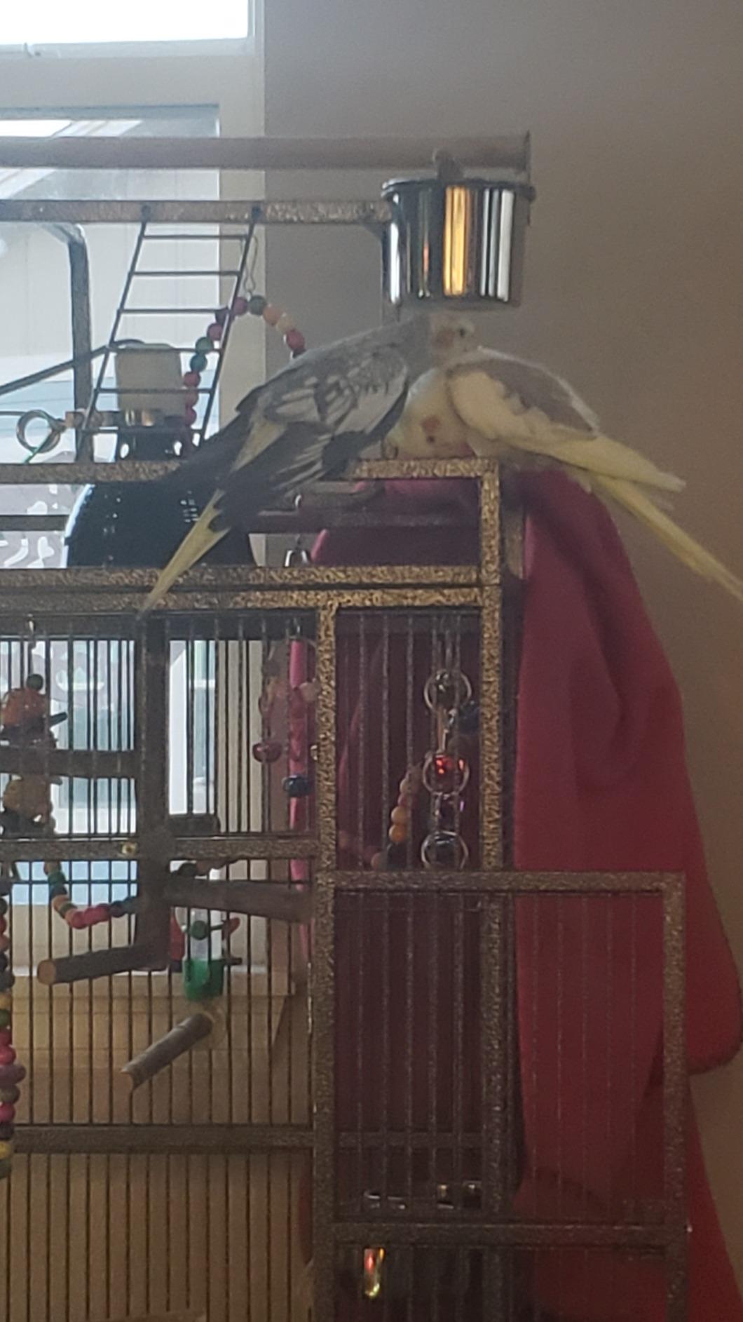 SUPER DEAL PRO 61-inch 2in1 Large Bird Cage with Rolling Stand Playtop Parrot Chinchilla Finch Cage Macaw Conure Cockatiel Cockatoo Pet House Wrought Iron Birdcage, Black customer photo 2