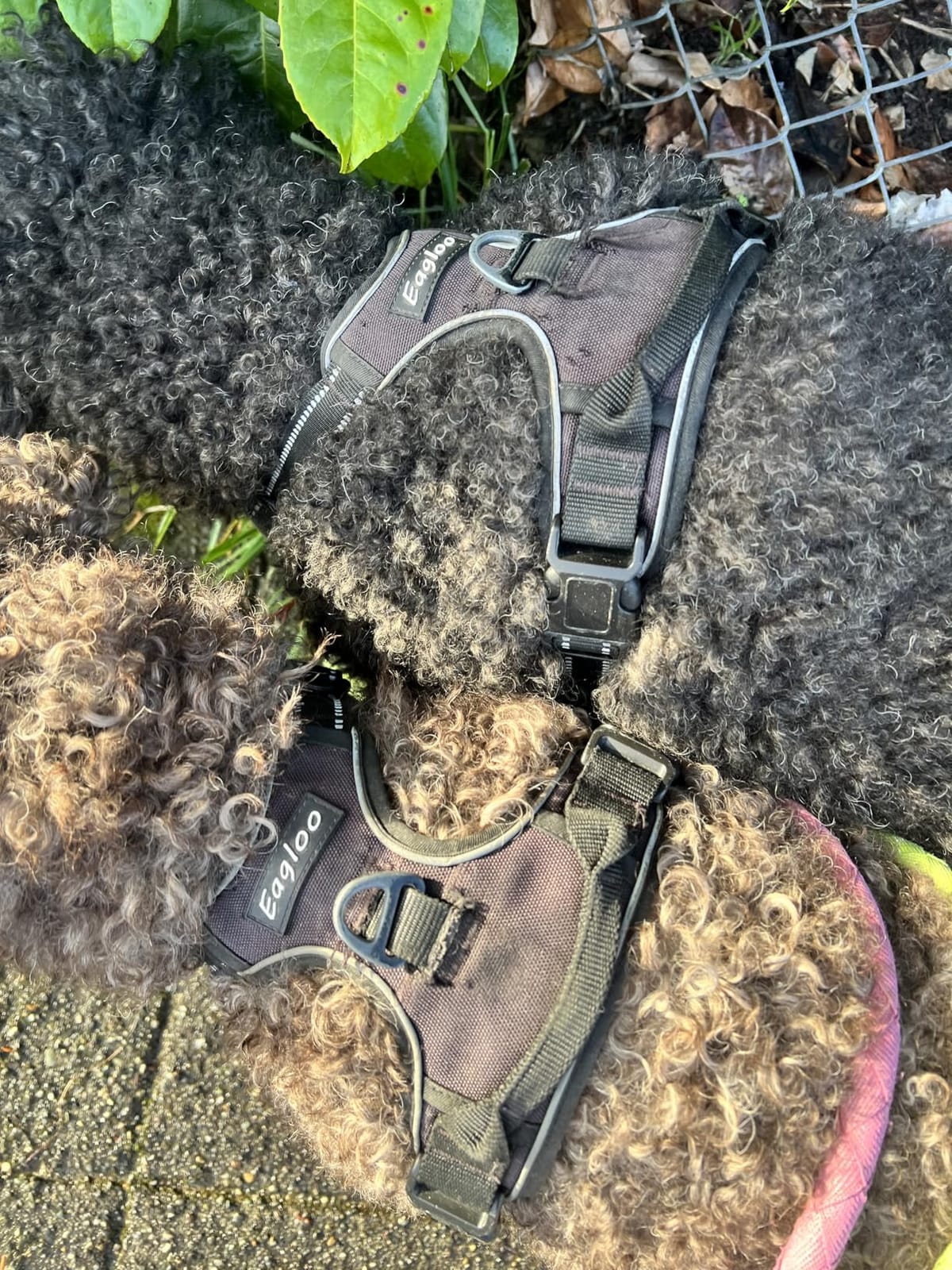 Eagloo Dog Harness for Large Dogs, No Pull Pet Vest with 2 Leash Clips customer photo 1