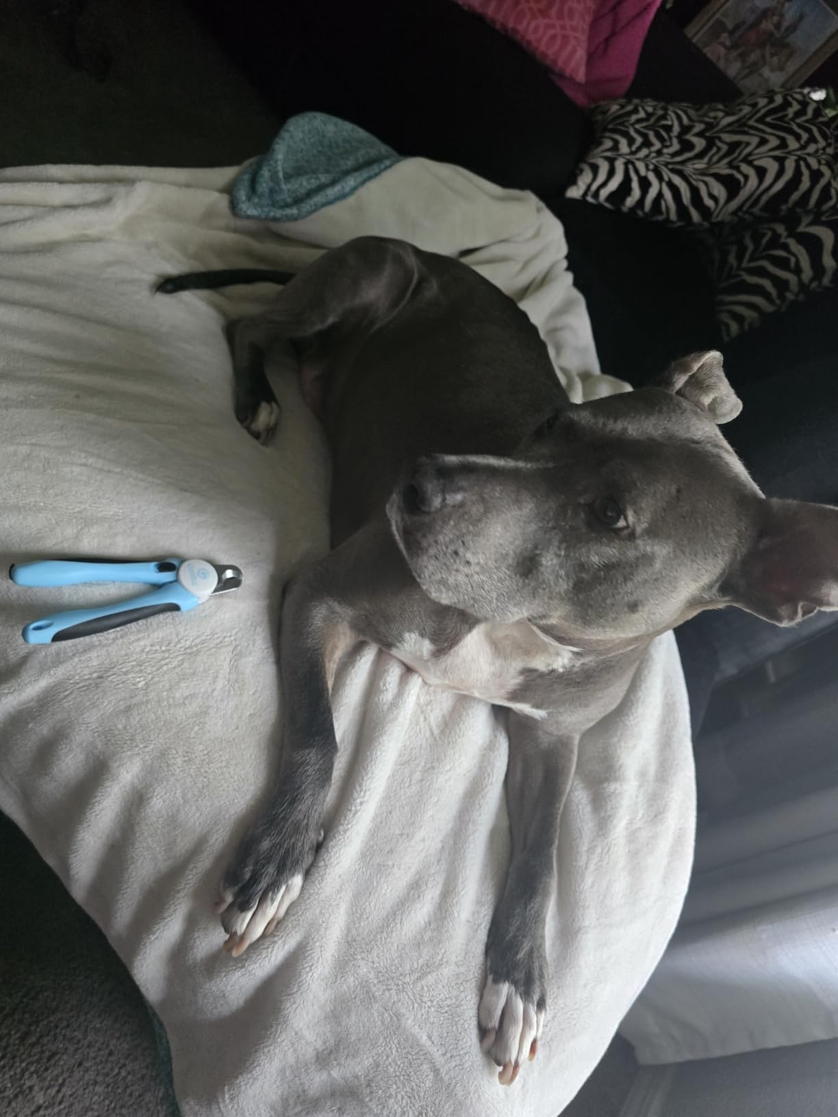 gonicc Professional Dog & Cat, Small Animals Nail Clippers & Trimmers customer photo 1