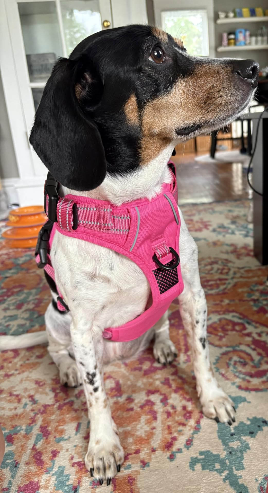 PoyPet No Pull Dog Harness Medium with Front Clip & Neck Release Buckle customer photo 1