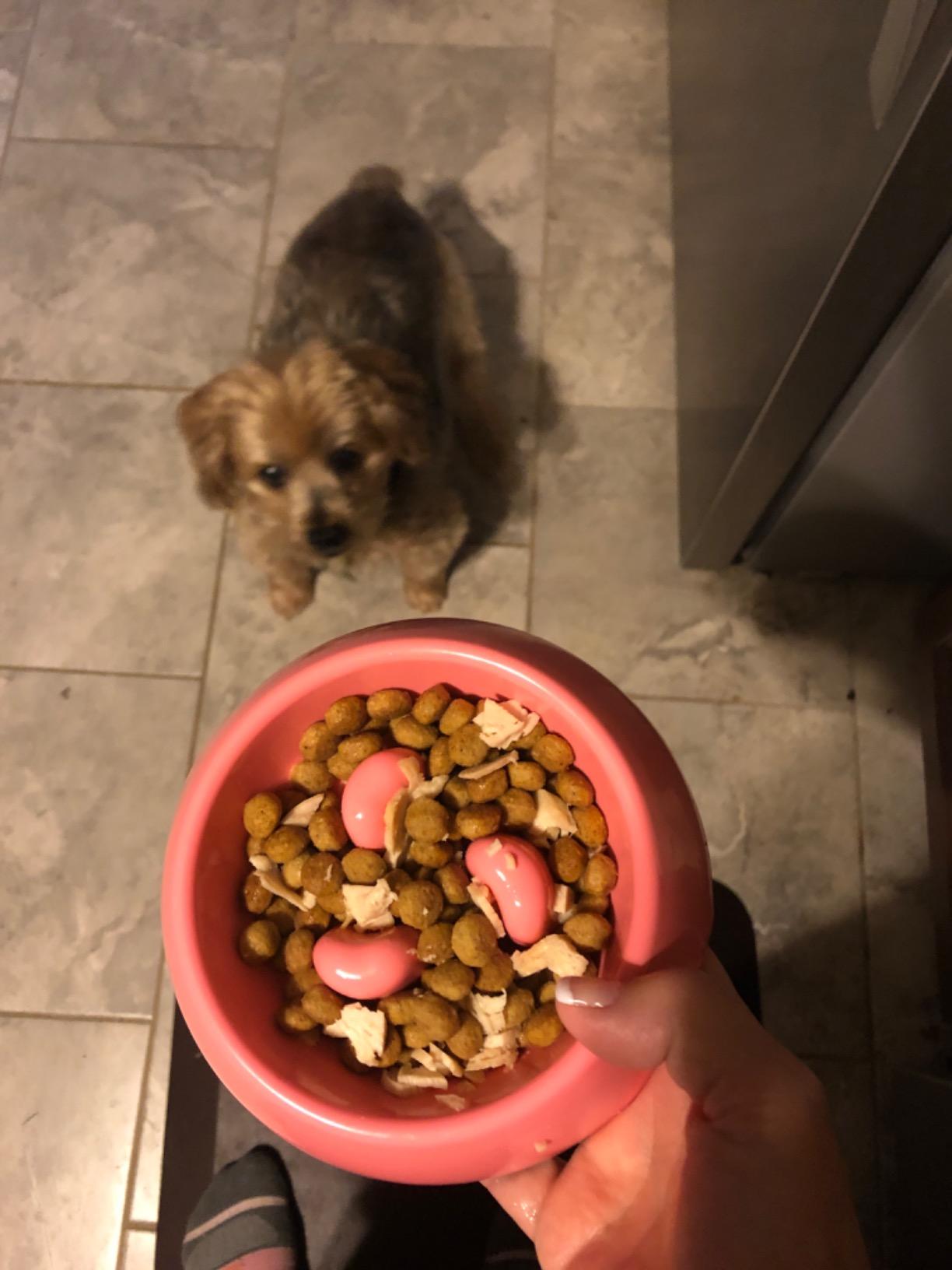 SUPERDESIGN Slow Feeder Dog Bowl Cat Bowl 1/2 Cup Slow Feeding Dog Bowl for Small Medium Breed Anti Gulping Healthy Eating Interactive Bloat Stop Fun Alternative Non Slip Puzzle Dog Food Bowl, White customer photo 2