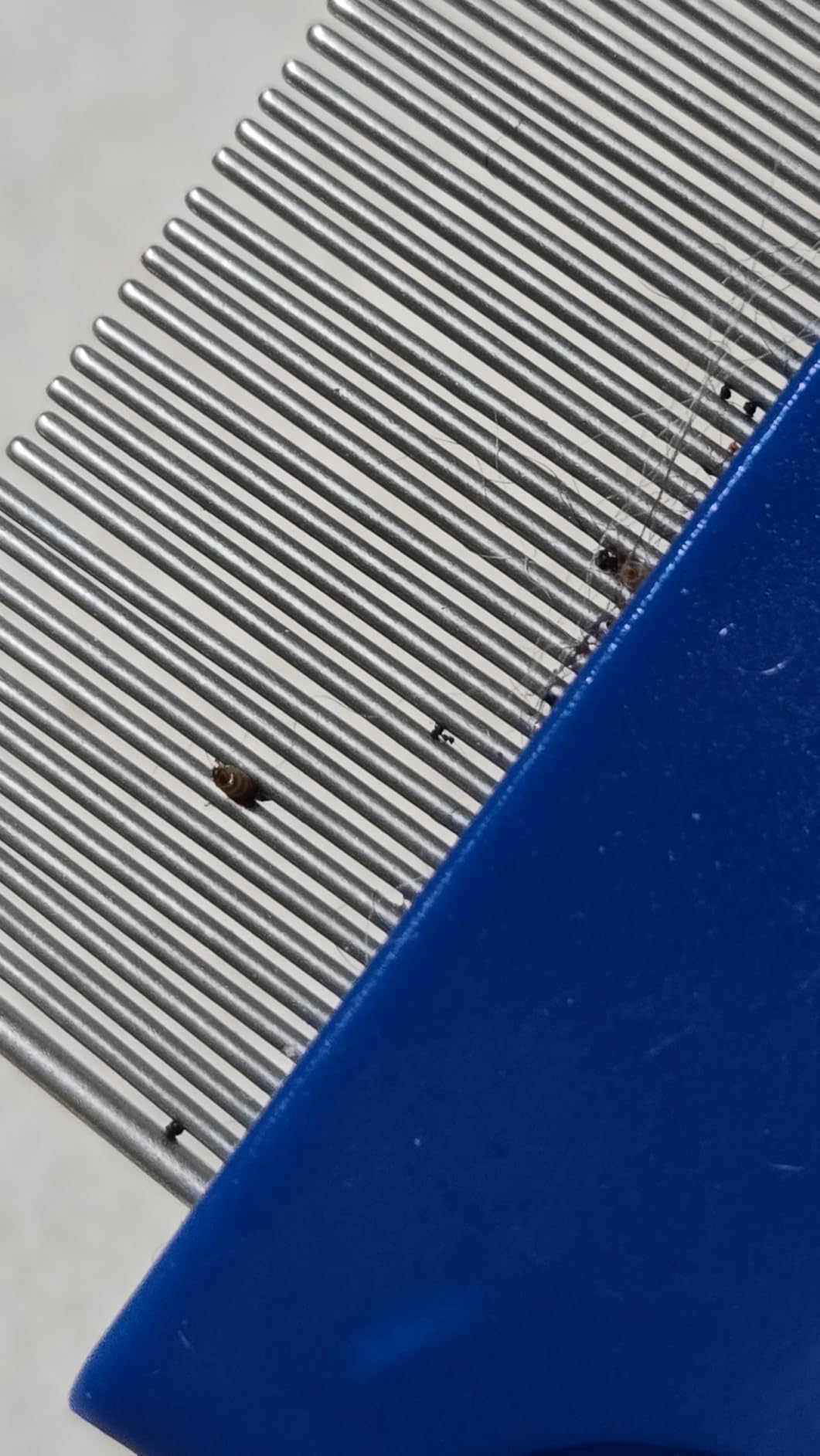 Prime Pets Flea Comb for Dogs and Cats, Stainless Steel Pet Grooming Comb for Flea Checks, Dander, Loose Hair and Tear Stain Debris customer photo 1
