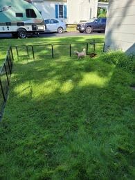 Nova Microdermabrasion 8-Panel Dog Playpen - 40