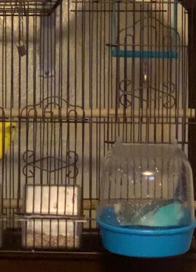 kathson Parrot Bath Box Bird Cage Accessory Supplies Bathing Tub Bath for Parakeet Pet Brids Canary Budgies Parrot (Random Color) customer photo 1