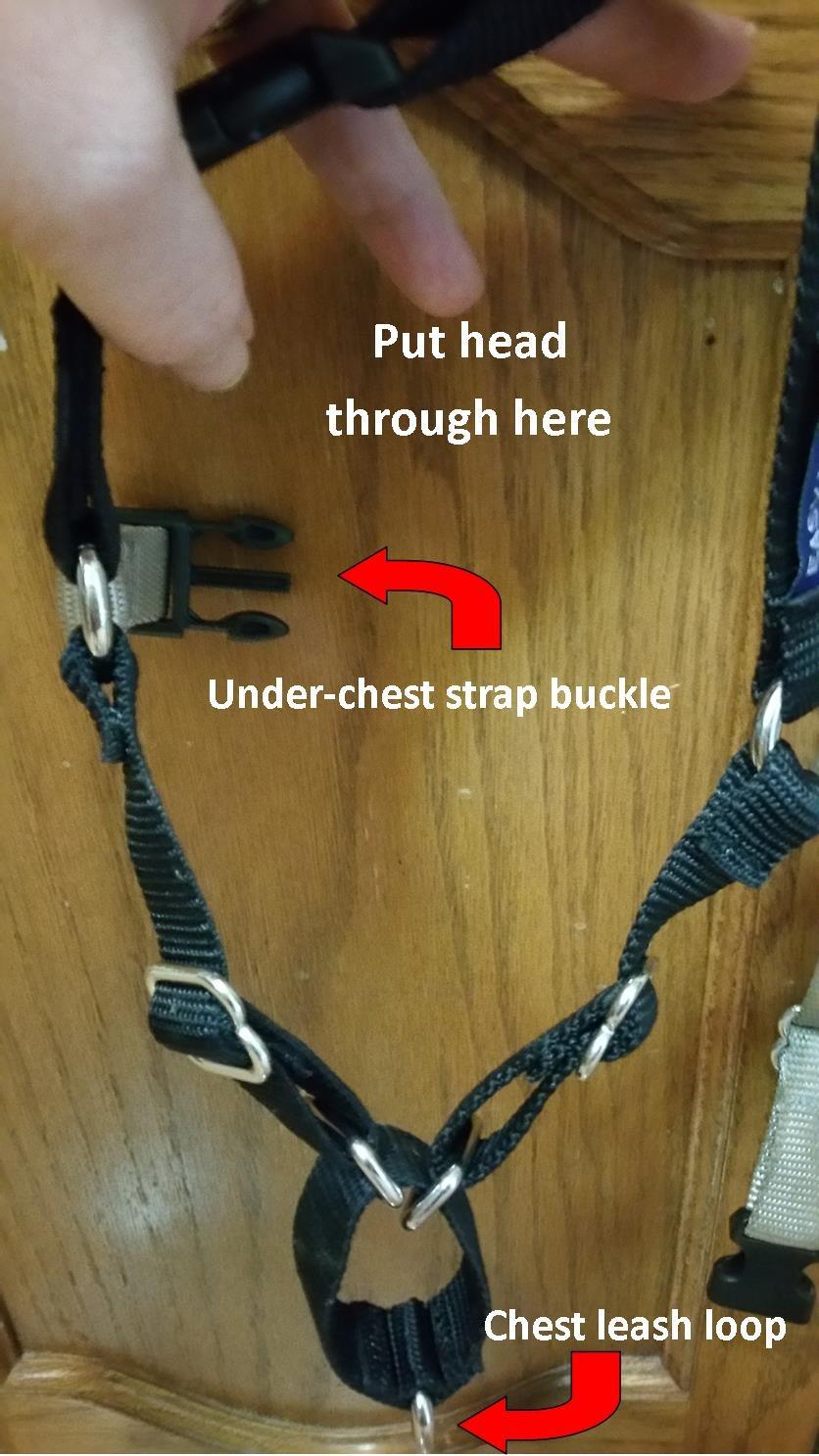 PetSafe Easy Walk Harness, No Pull Dog Harness, Large, Teal customer photo 1