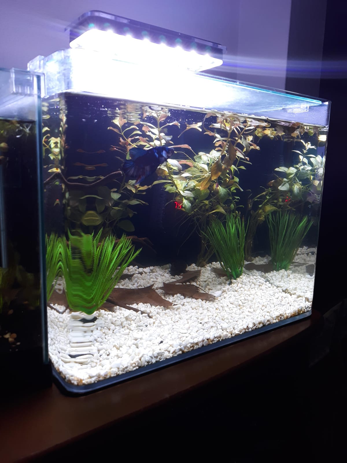 hygger 50W Aquarium Heater LED Digital Display Small Fish Tank Heater for 5/5.5 Gallon Turtle Betta Tank with Protective Guard Adjustable Temperature customer photo 1