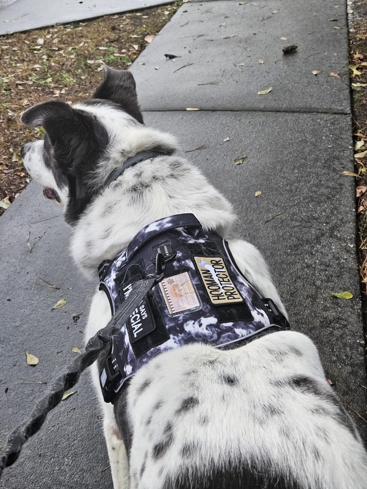 AUROTH Dog Harness for Large Dogs, No Pull Tactical Dog Vest Heavy Duty customer photo 2