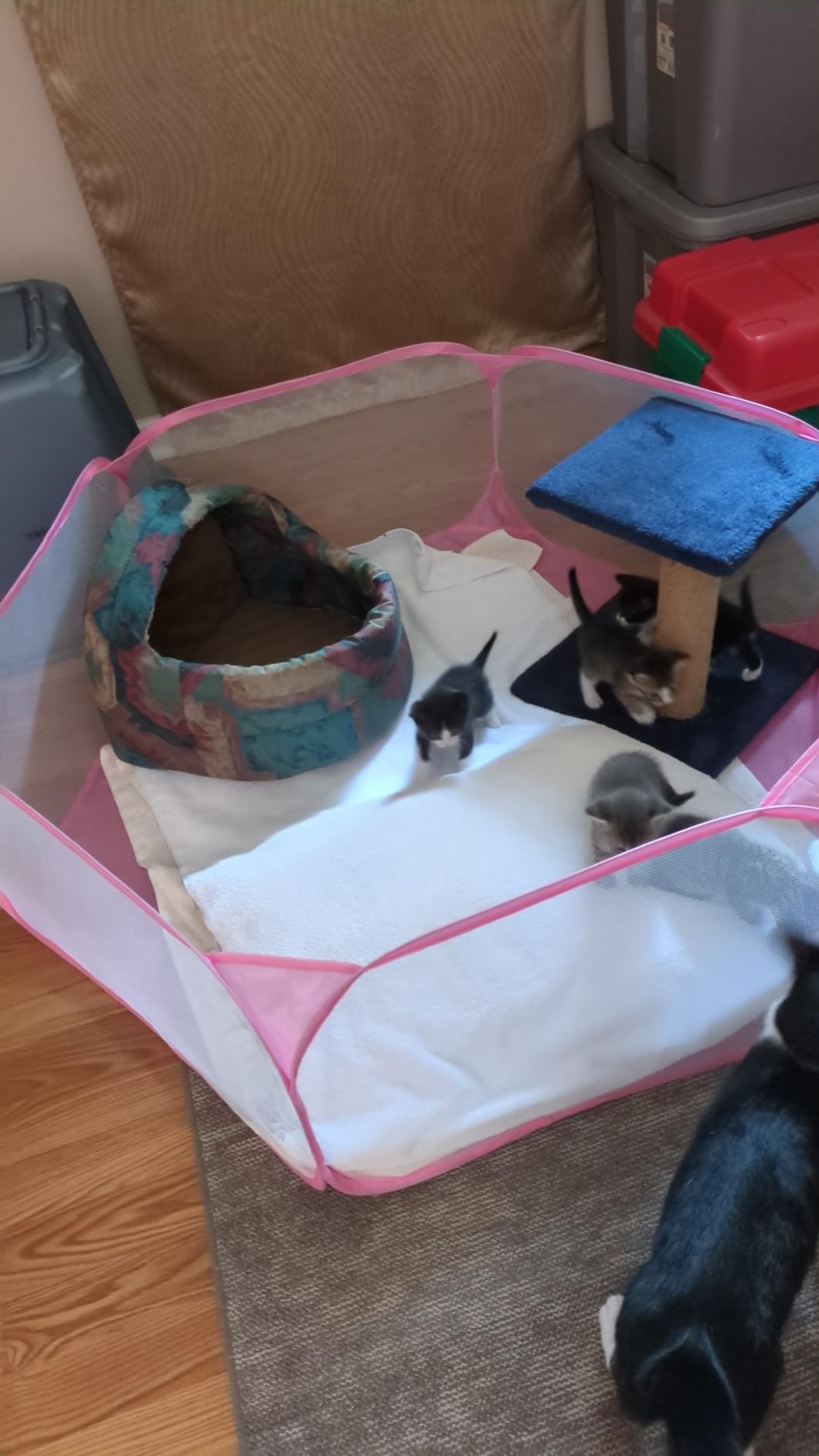 Guinea Pig Cage Rabbit Cage Indoor with Mat Playpen Perfect Size for Small Animal Pet Play Pen Easy to Clean Exercise Yard Fence Portable Tent for Hamsters, Chinchillas, Hedgehog, Puppy, Cats customer photo 1