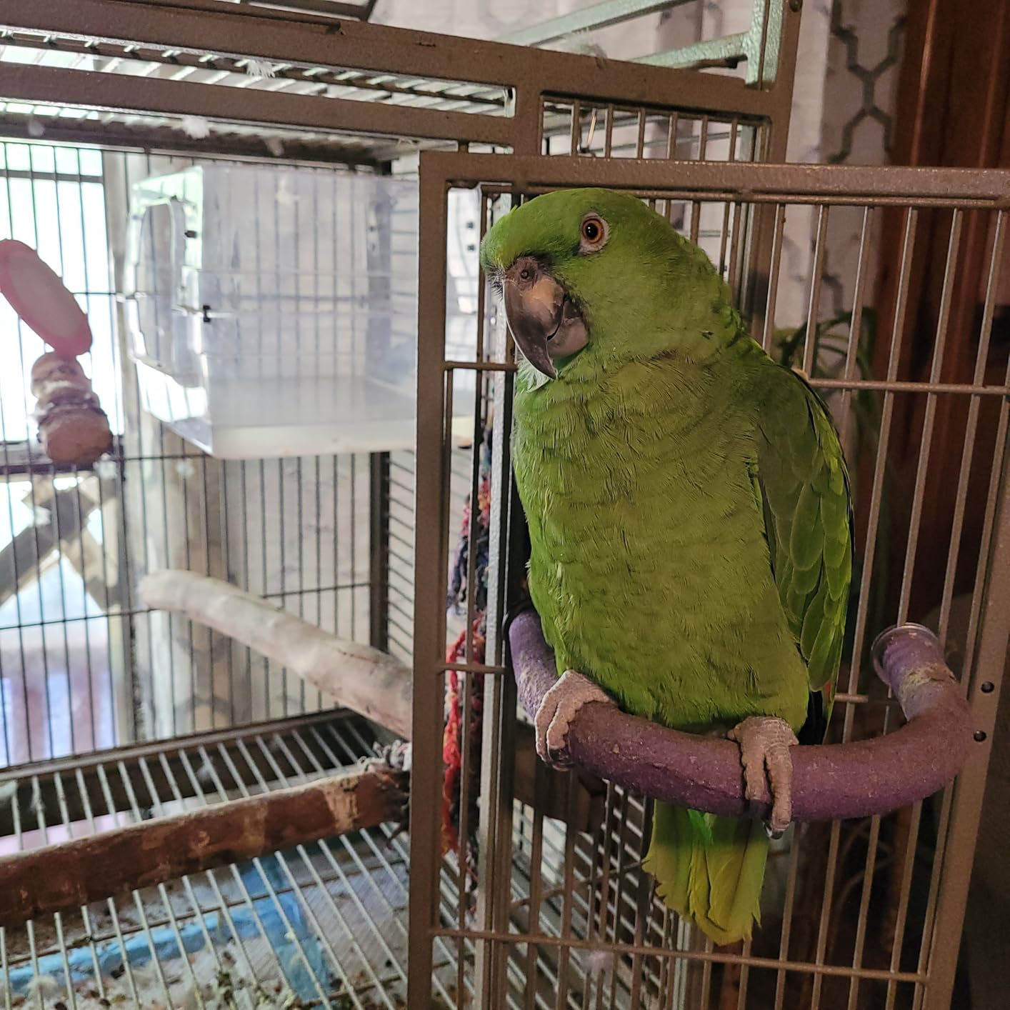 Colorday Large Bird Bath for Cage, Parrot Bath for Parakeet, African Grey, Amazon, Conure, Cockatiel(13X11X8 inch) customer photo 1