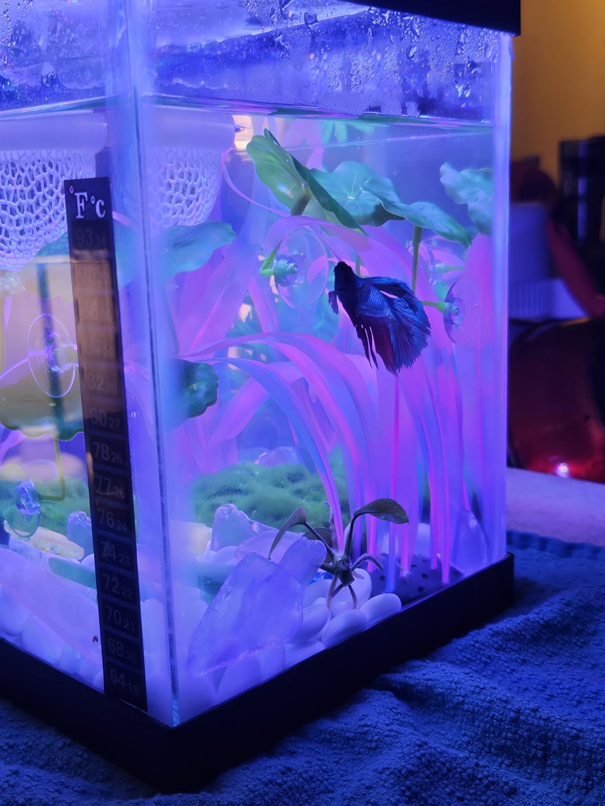 PULACO 25Watt Mini Aquarium Heater, Submersible Betta Heater customer photo 1