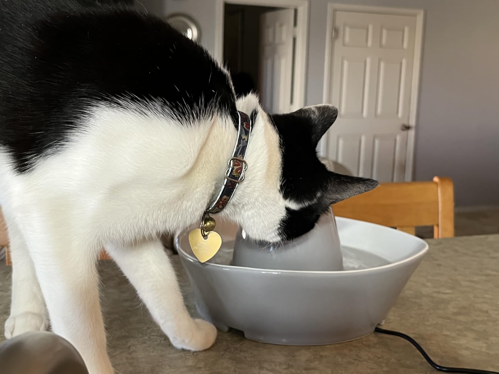 PetSafe Ceramic Pet Fountain – for Cats and Small Dogs – 60 Oz Water Capacity – Whisper-Quiet Water Flow – Great for Shy or Timid Pets – Fresh, Filtered Water customer photo 2