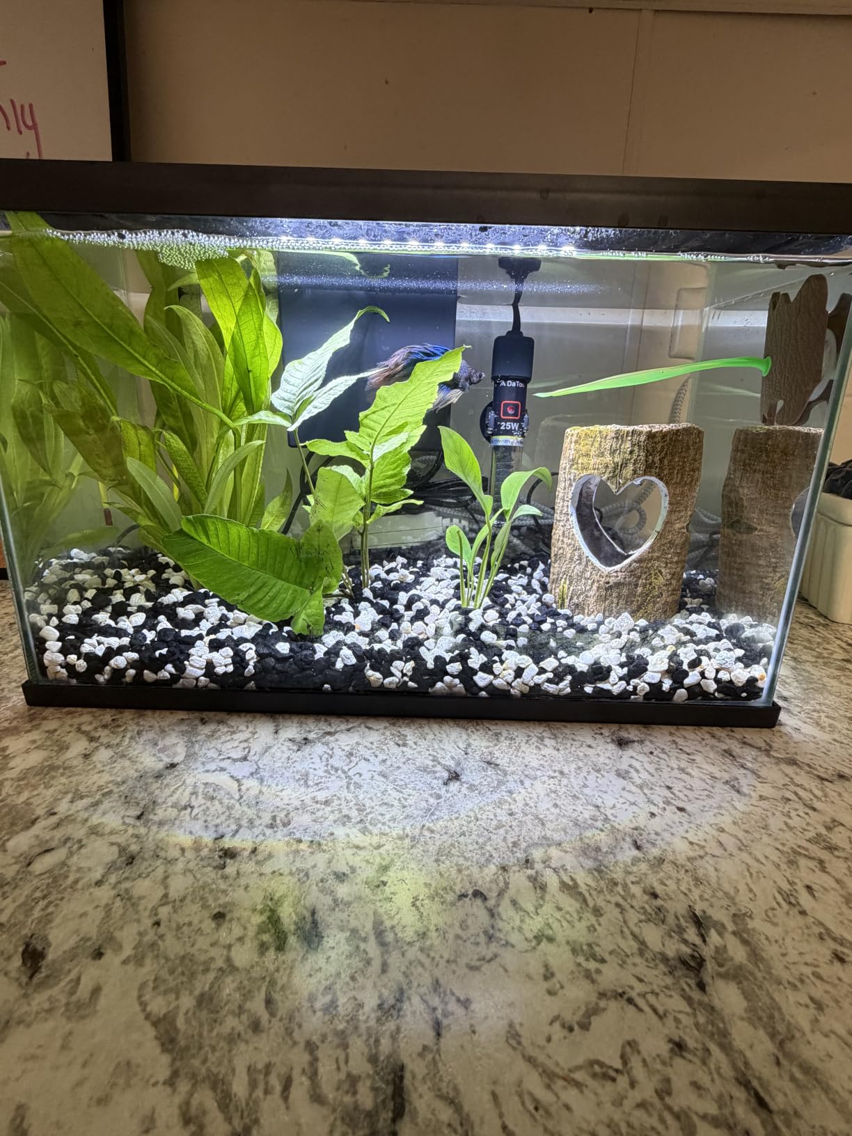 DaToo Mini Aquarium Heater 25W Small Fish Tank Heater 25 Watt with Free Thermometer Sticker customer photo 2