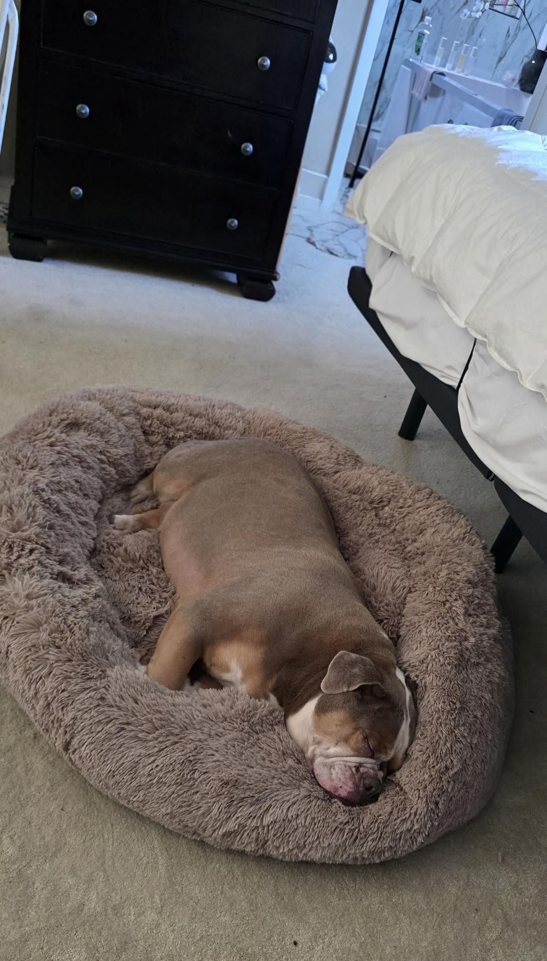 Bedsure Calming Small Dog Bed Donut Washable Cat&Puppy Bed,23 inches Camel customer photo 2